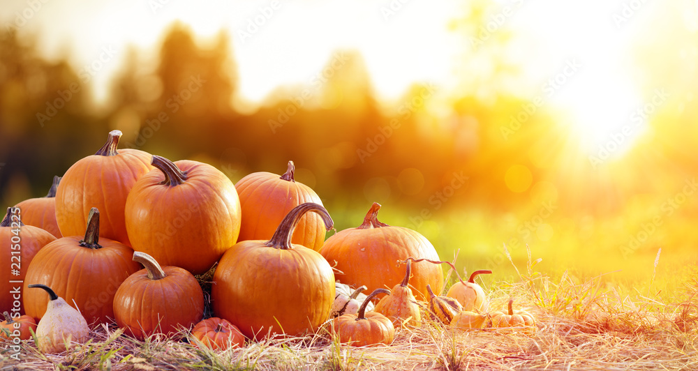 Thanksgiving - Ripe Pumpkins In Field At Sunset
 - obrazy, fototapety, plakaty 