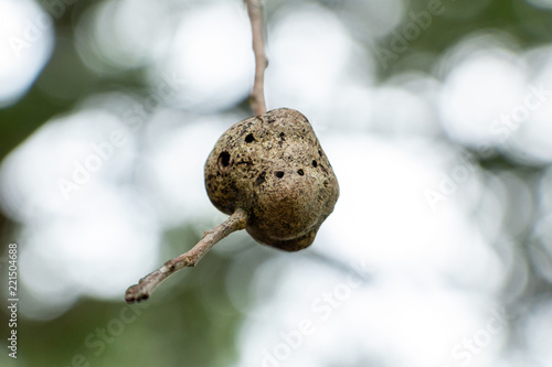 Gouty twig gall on a southern live oak tree (Quercus virginiana) closeup - Topeekeegee Yugnee (TY) Park, Hollywood, Florida, USA