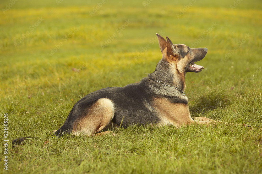 Nice young male dog of german shepheard laying on summer grass in park Nice young male dog of german shepheard laying on summer grass in park
