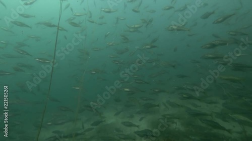 school of Black cod fish or Smallscaled Cod (Notothenia microlepidota) swim unerwater 
 photo