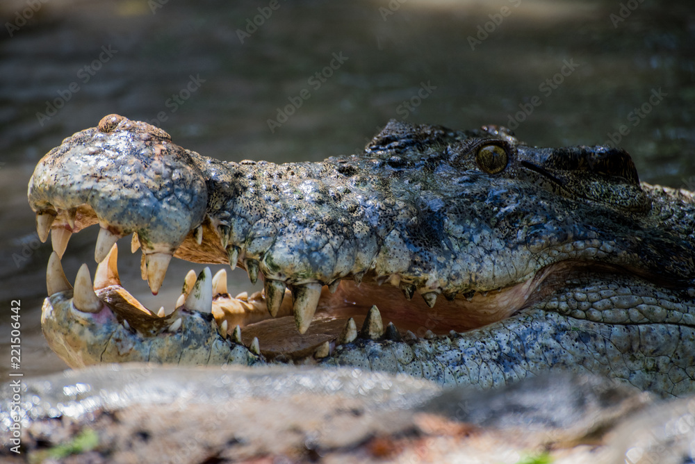 Obraz premium crocodile