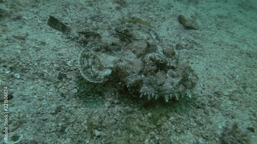 Monkfish or Angler fish (Lophius piscatorius) lies on sandy bottom
 photo