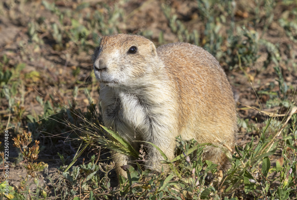 Naklejka premium Black-tailed prairie dog (Cynomys ludovicianus) in highland prairie, South Dakota, USA.