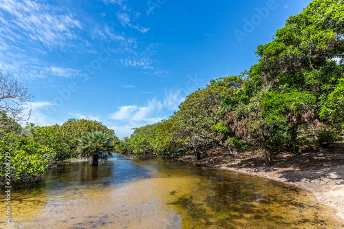 Exotic scenario with trees, clear river and sand in a blue sky day. Exotic destination in north Brazil, South America.