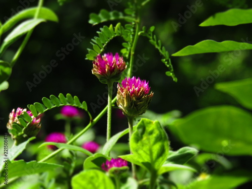 naturaleza,plantas,flores