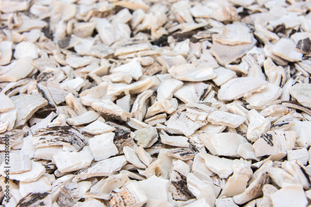 Fototapeta premium White Shells Background Texture Perspective