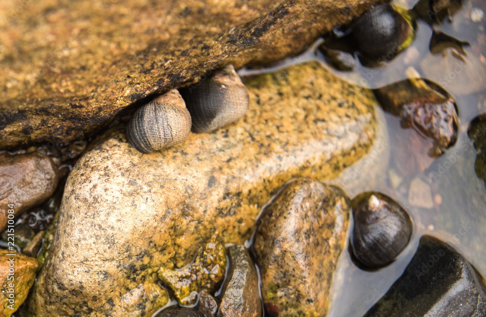 Snails on Rocks