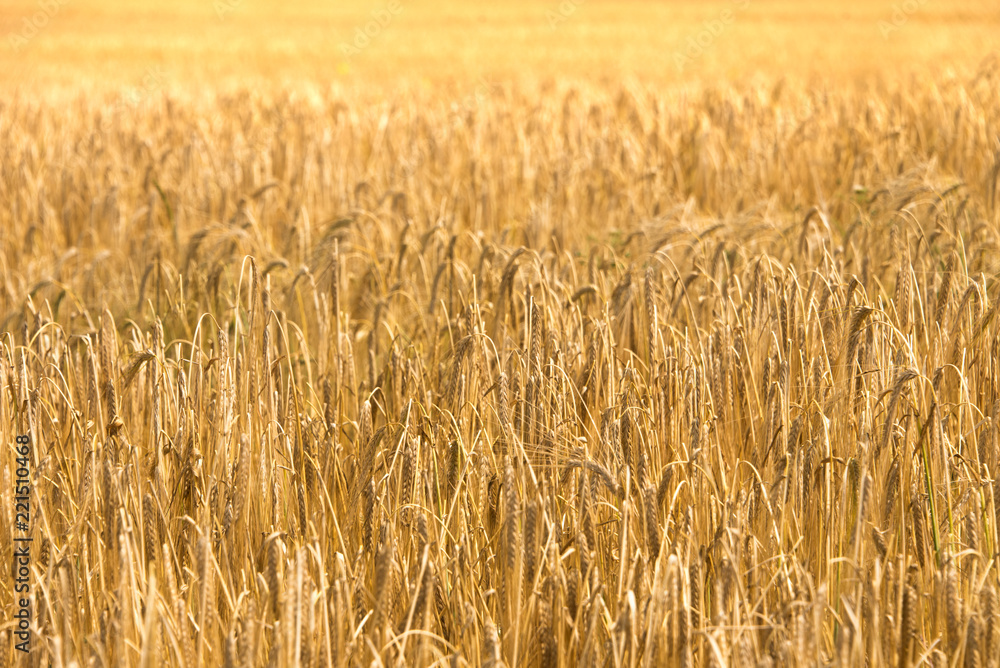 Wheat Field Background