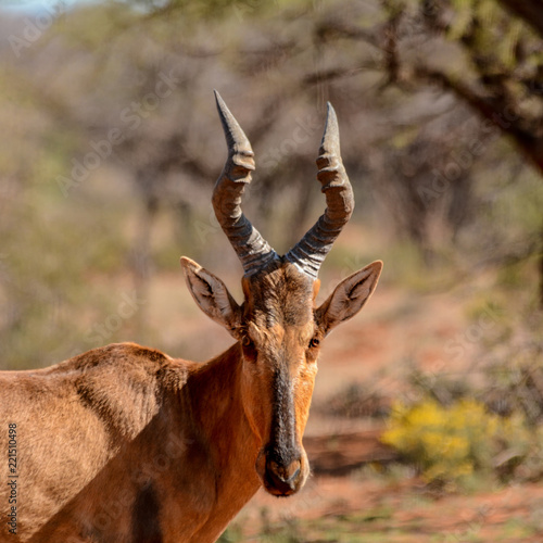 Red Hartebeest Portrait photo