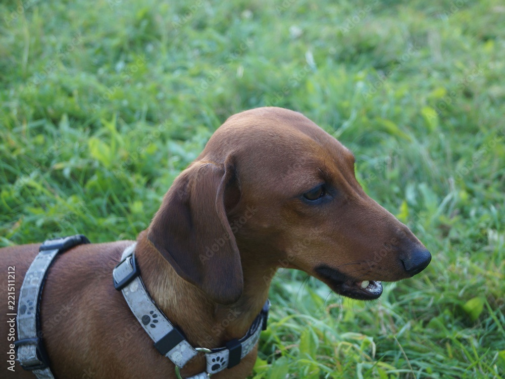 short-haired dachshund on green grass
