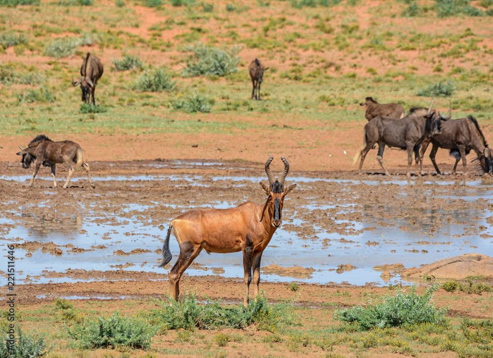 Red Hartebeest Portrait Red Hartebeest Portrait