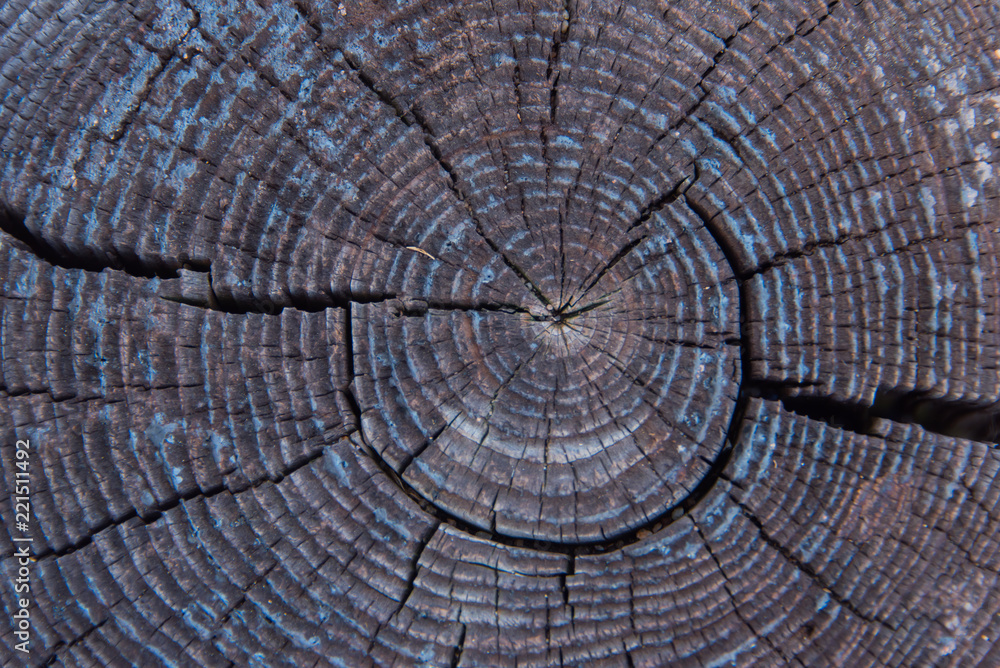 Fototapeta premium Weathered Wood Rings