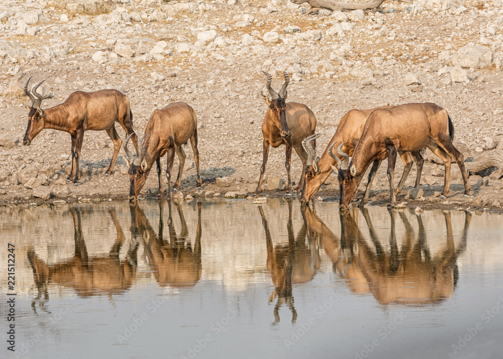 Red Hartebeest Red Hartebeest