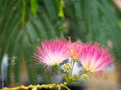 Close-up of persian silk tree or pink siris (Albizia julibrissin) flowers. Foliage and Immature fruit in the background.