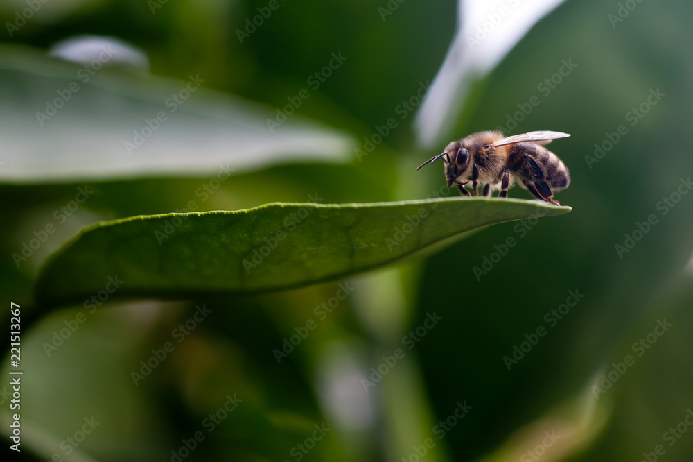 Bee on lemon tree leaf, close up Bee on lemon tree leaf, close up