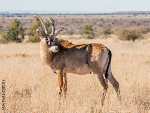 Roan Antelope Portrait