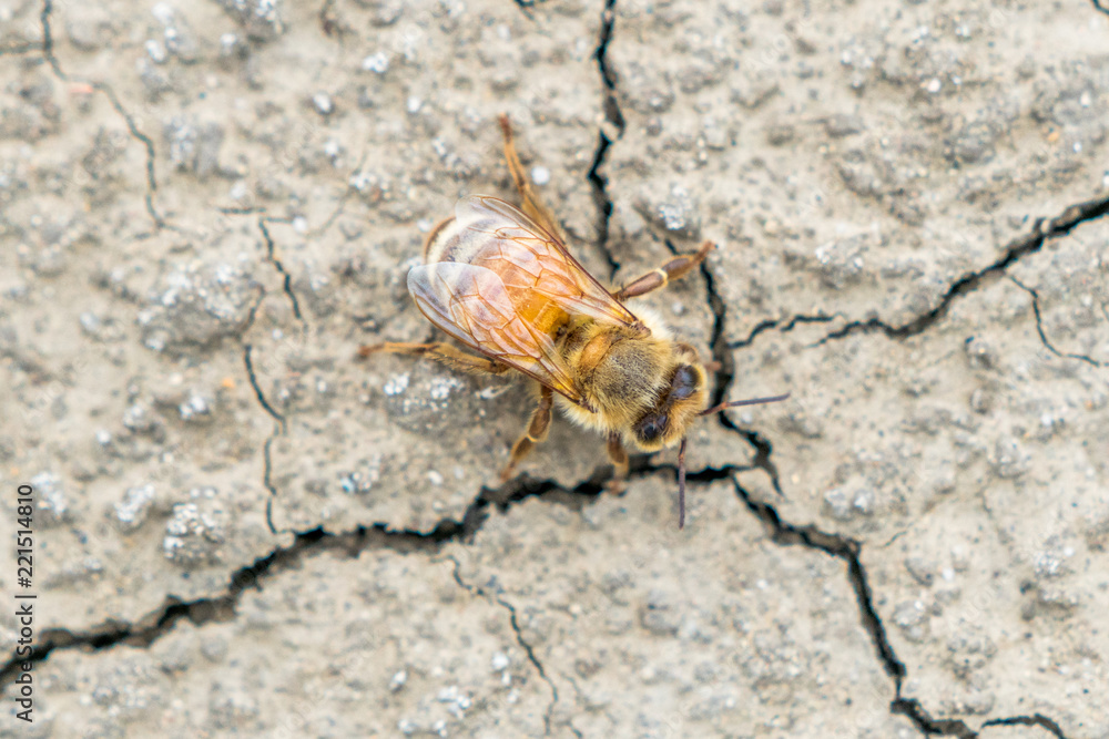 Fototapeta premium Honey bee on the ground