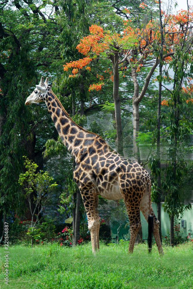 Obraz premium Giraffe in Midst of Greens