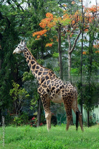 Giraffe in Midst of Greens