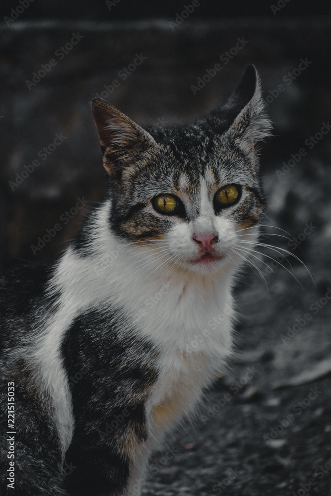 Obraz premium gato