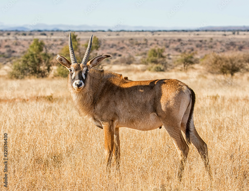Roan Antelope Roan Antelope