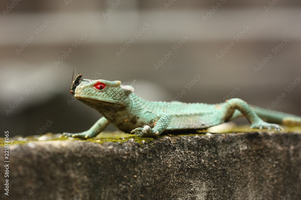 Fototapeta premium fly on lizard toy