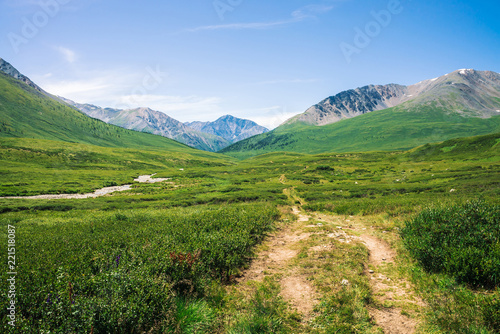 Fototapeta Naklejka Na Ścianę i Meble -  Giant mountains with snow above green valley with meadow and forest in sunny day. Rich vegetation of highlands in sunlight. Trail along creek under blue sky. Amazing mountain landscape of nature.