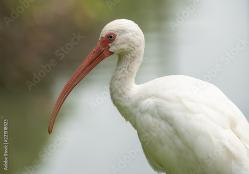 white ibis gets a side profile shot