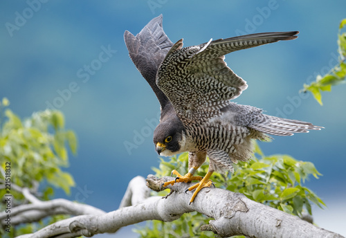 Peregrine Falcon