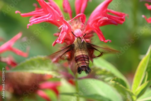 hummingbird clearwing sphinx moth closeup getting nectar from red bee balm blossom