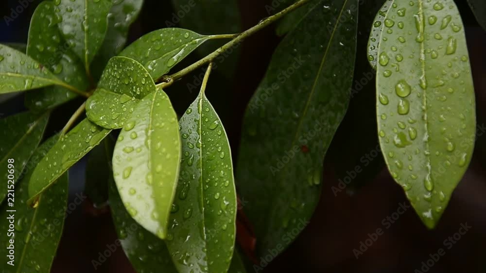 Raindrops on leaves after rain, the freshness of nature Raindrops on leaves after rain, the freshness of nature