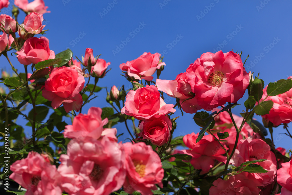 Pink roses - Spring flowers in Japan - Pink roses - Spring flowers in Japan -