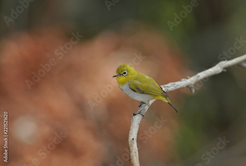 Oriental White-eye, Lovely yellow bird.