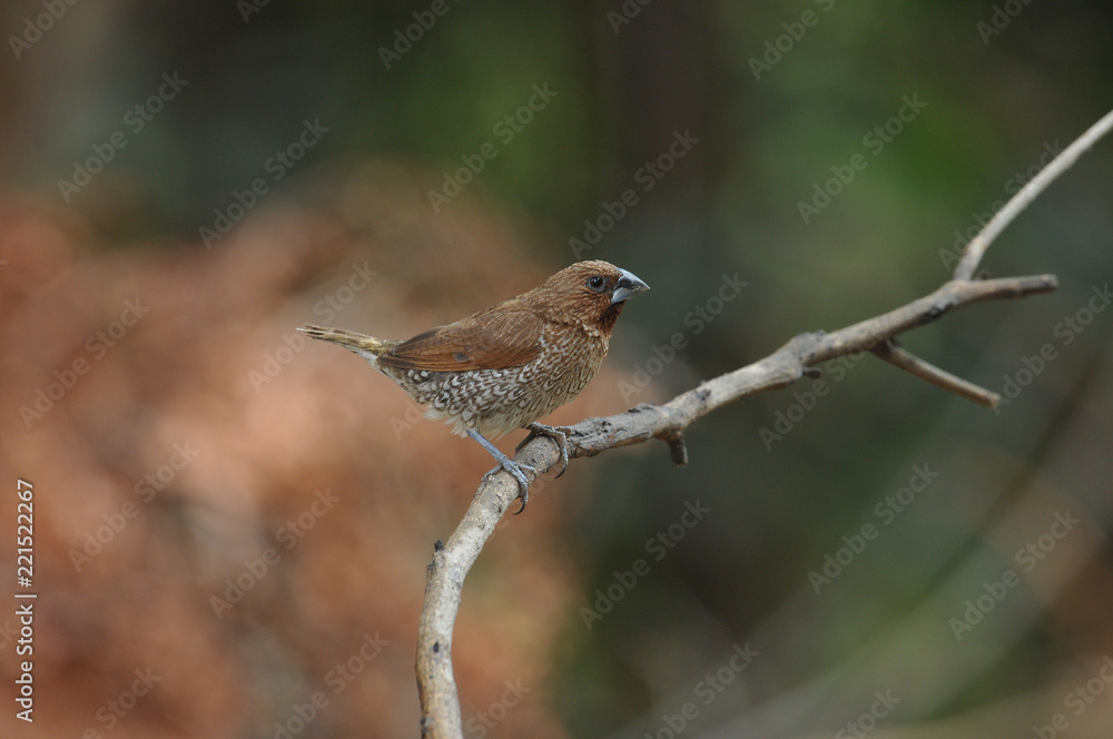Scaly-breasted munia Scaly-breasted munia