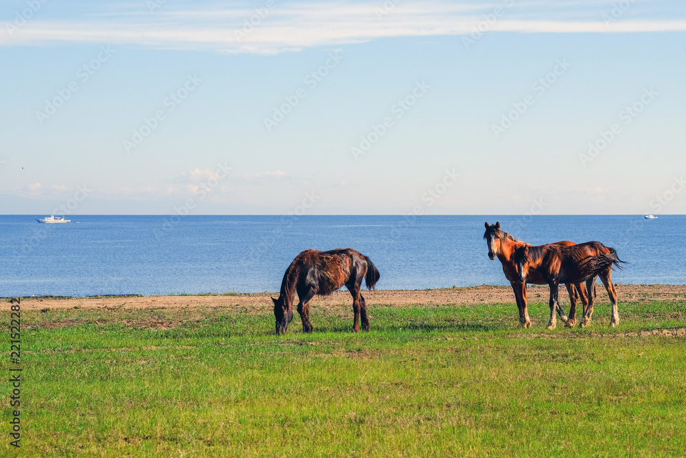 Three beautiful horses graze on the shore of Lake Baikal.