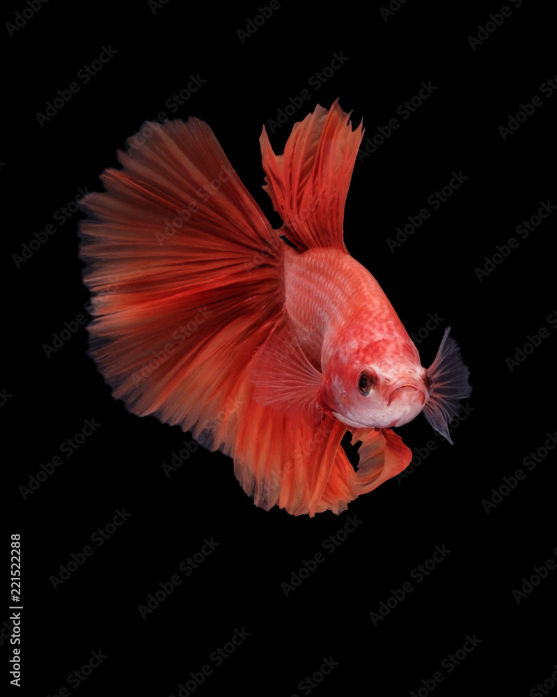 Betta Fish Betta Fish
