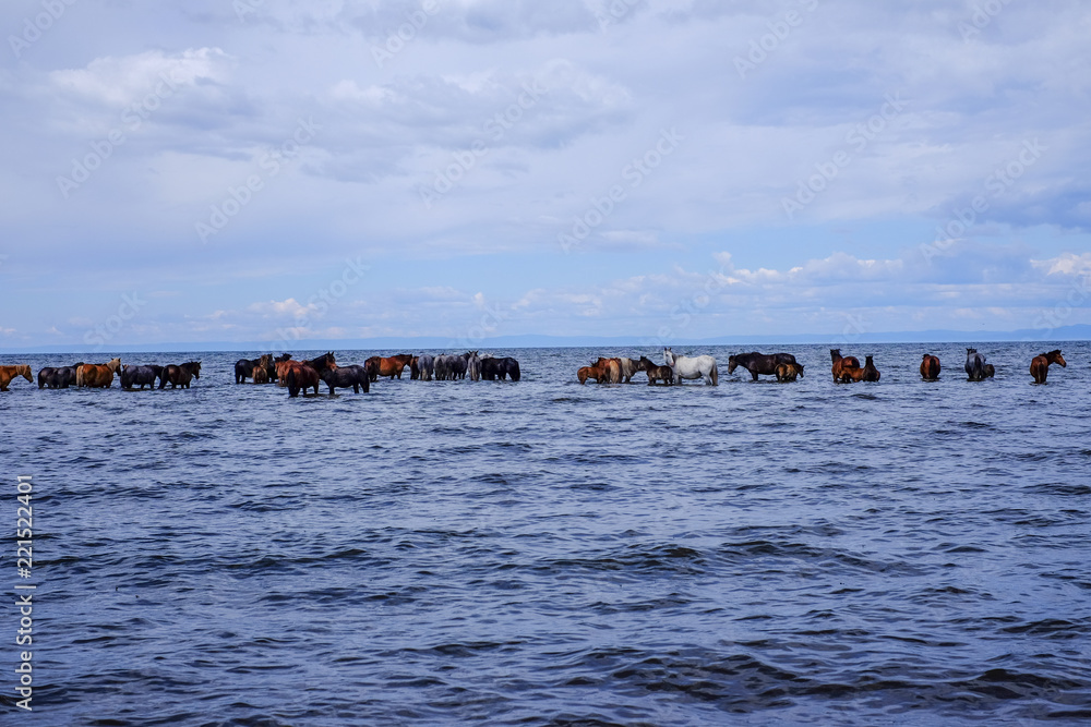 Herd of horses drink water in the lake.