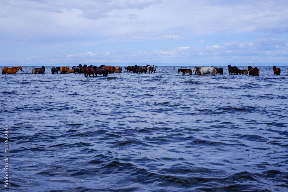 Herd of horses are drinking water in the lake.