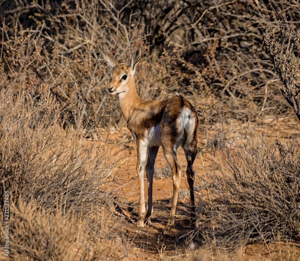 Springbok Antelope Springbok Antelope