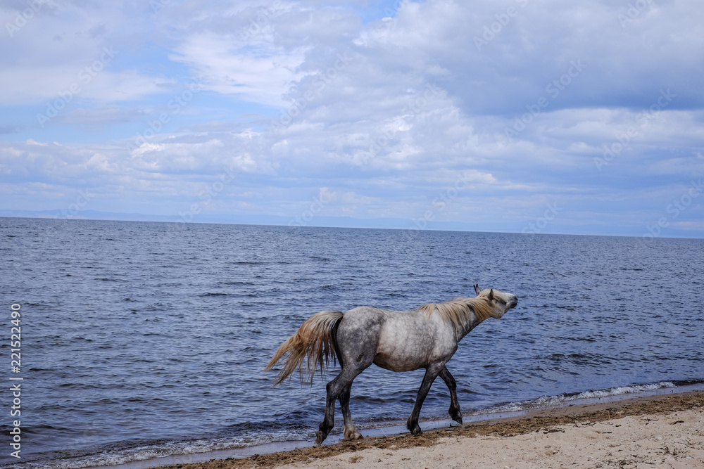 The horse taking a stroll down along the shoreline on a summer day. The horse taking a stroll down along the shoreline on a summer day.