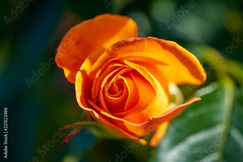 Beautiful macro Rose 