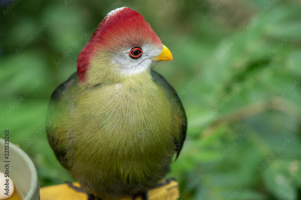red crested turaco gets a side profile