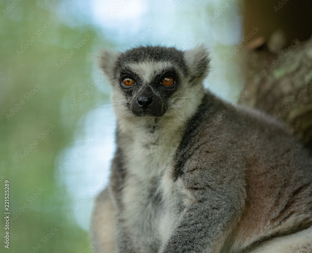 Fototapeta premium ringtailed lemur is watching you