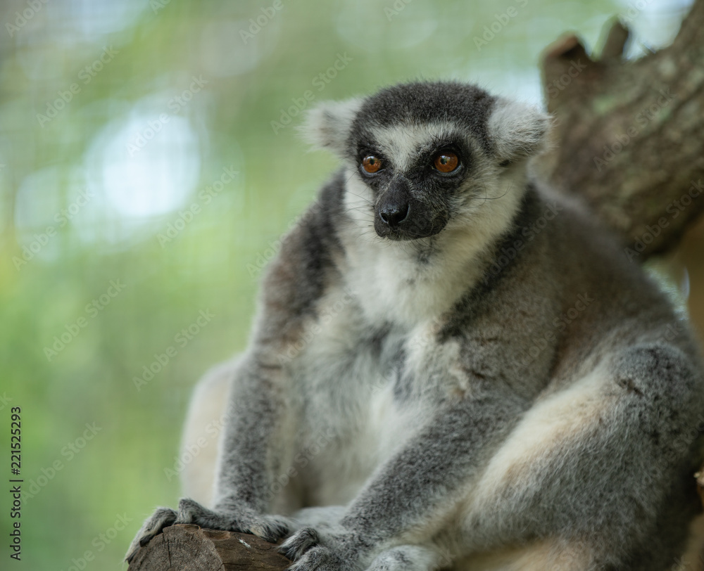 Obraz premium ringtailed lemur has spotted something interesting