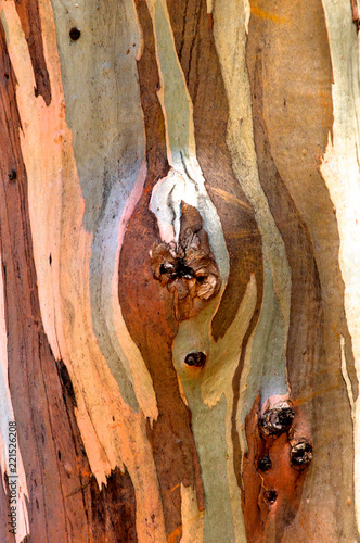 Eucalyptus Bark Abstract, Woodside, California  photo