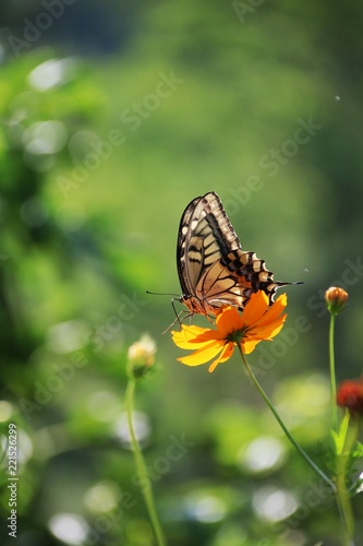 アゲハ蝶 キバナコスモス