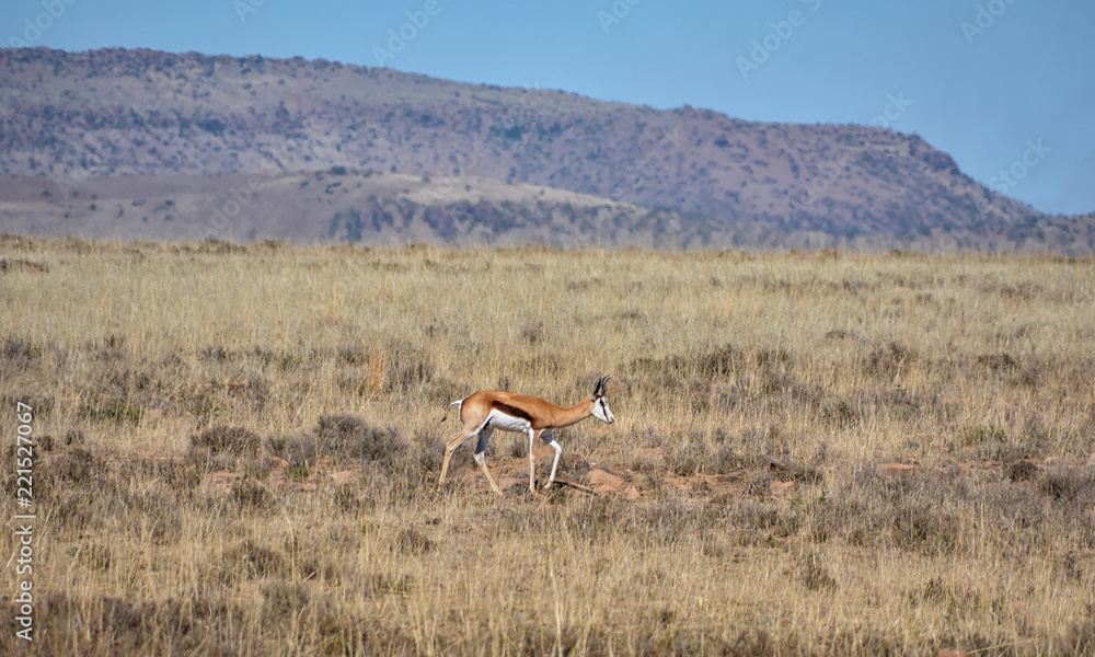 Naklejka premium Springbok