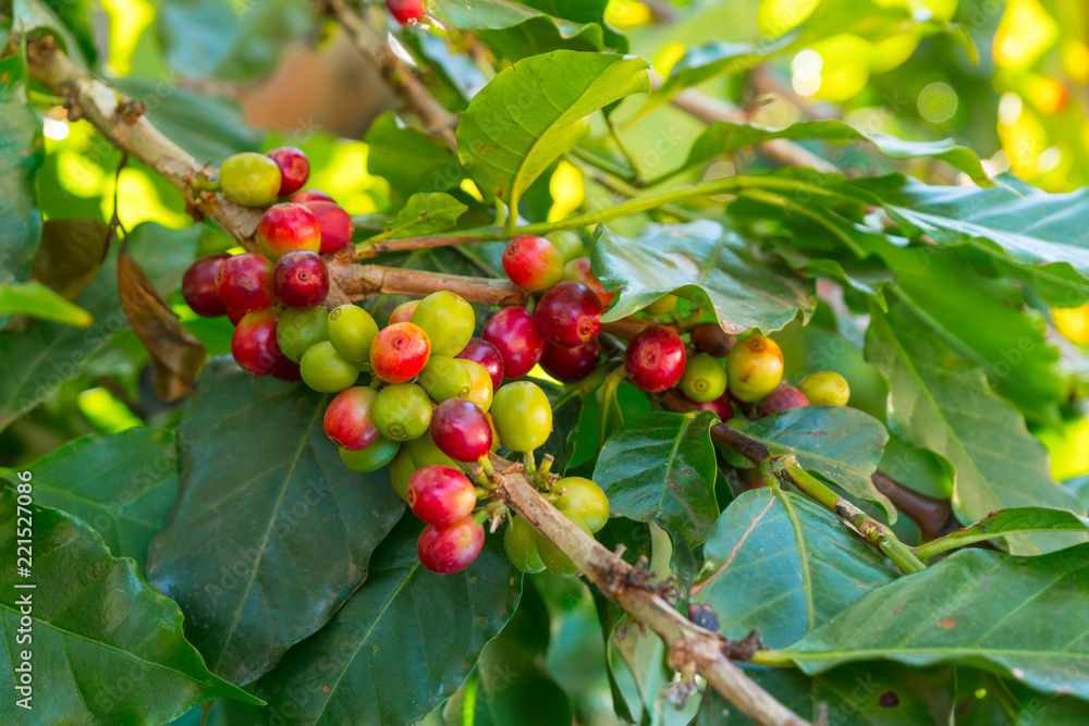 Coffee beans. Coffee beans.