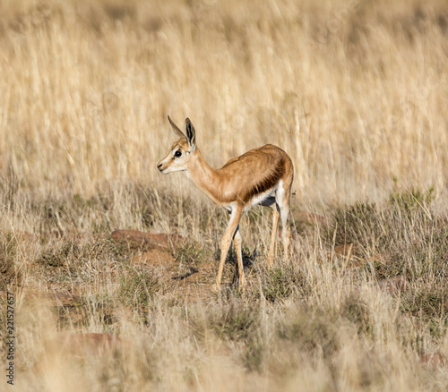 Fototapeta Naklejka Na Ścianę i Meble -  Juvenile Springbok