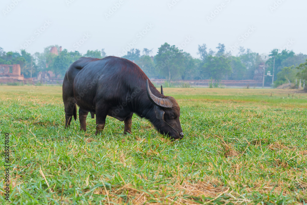buffalo buffalo
